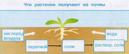 Что растения получают из почвы.