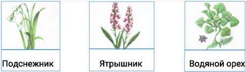 Знаешь ли ты растения, внесённые в Красную книгу России?