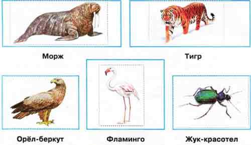 Знаешь ли ты животных, внесённых в Красную книгу России?