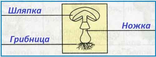 Схема строения гриба.