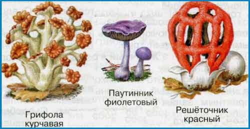 Раскрась грибы из Красной книги России.