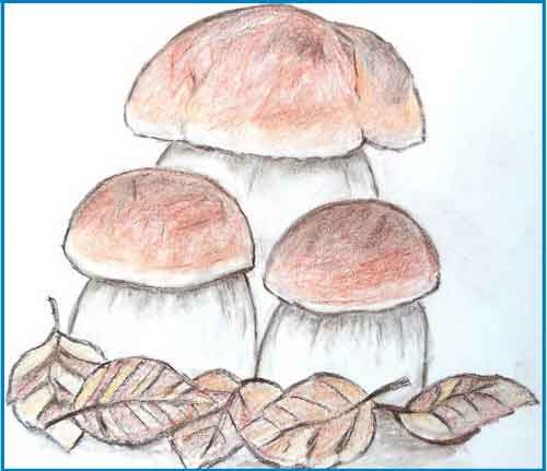 Нарисуй грибы, которые тебе приходилось собирать.